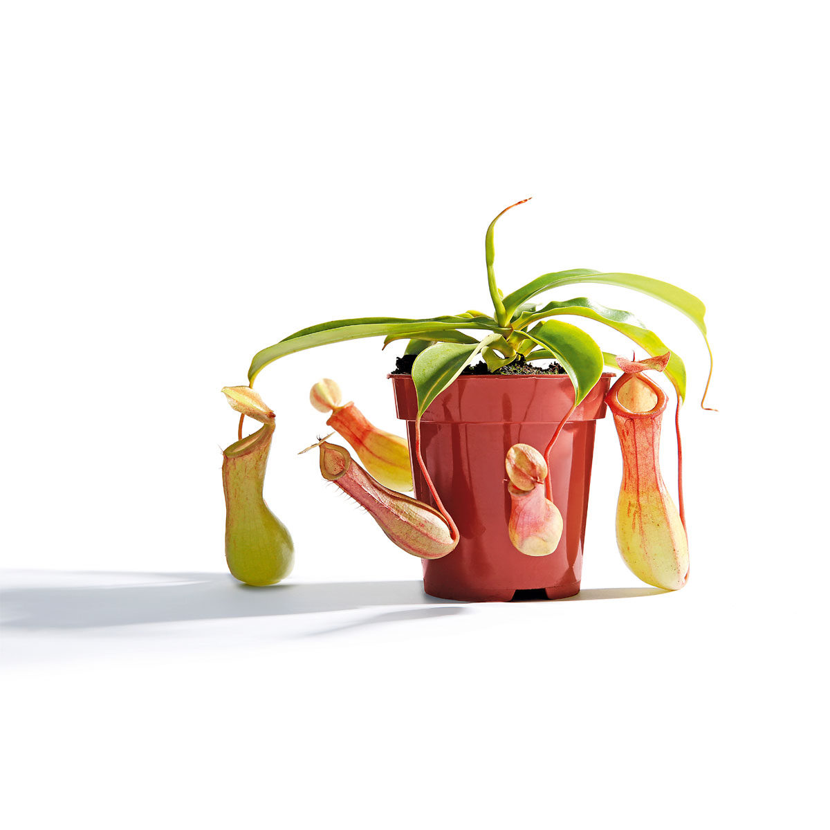 Plantiflor  Kannenpflanze Topf Durchmesser 9 cm