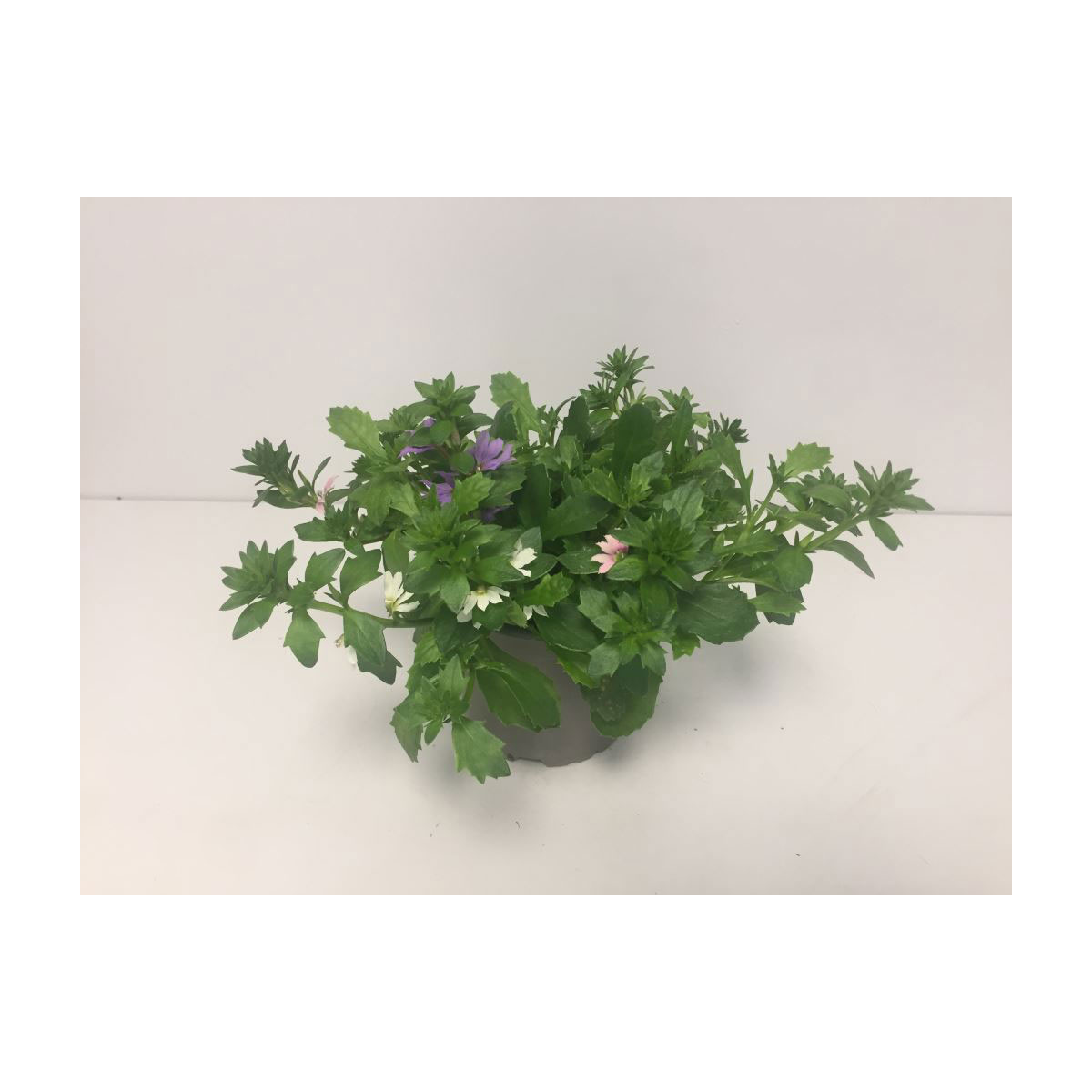 Plantiflor  Fächerblume Trio dreifarbig T12 Plantiflor  Fächerblume Trio dreifarbig T12