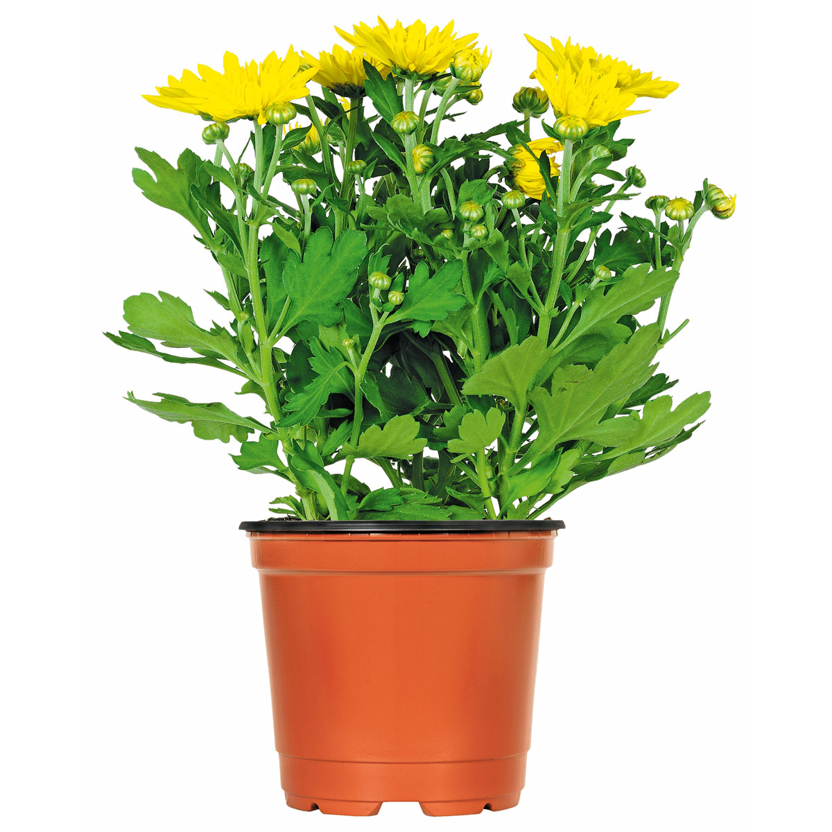 Plantiflor Chrysantheme Eintrieber Topf Durchmesser 10,5 cm