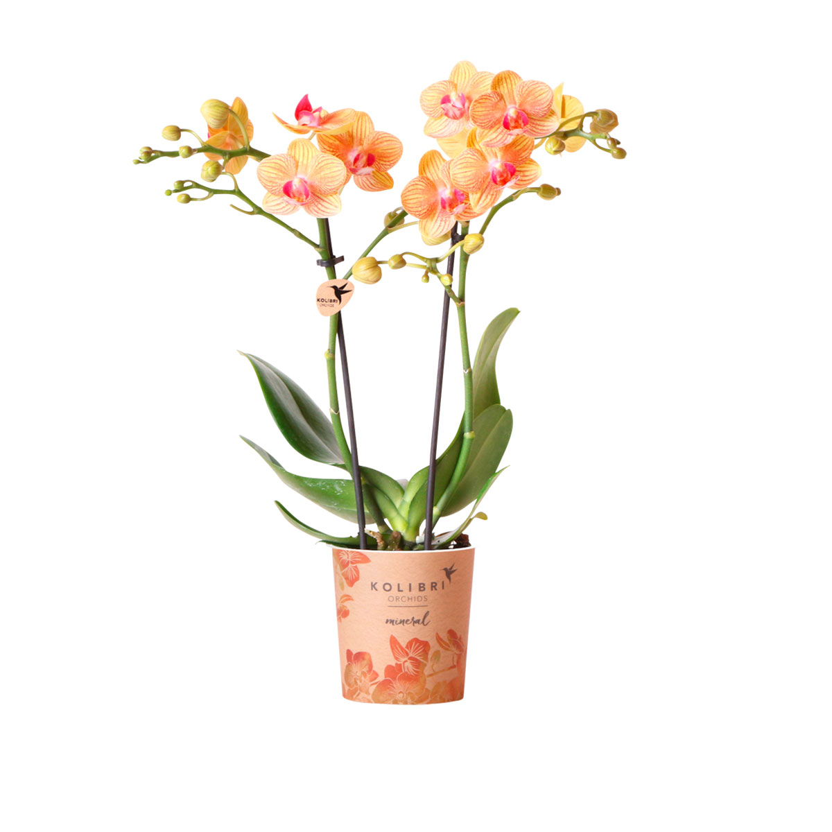 Plantiflor  Schmetterlingsorchidee Topf- Durchmesser 9 cm