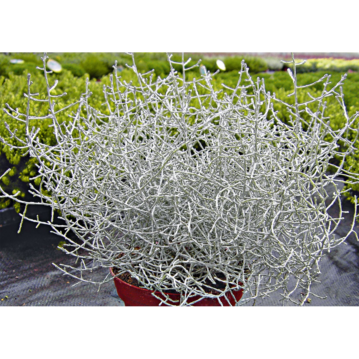 Plantiflor  Silberkörbchen Topf Durchmesser 10,5 cm Bild 4