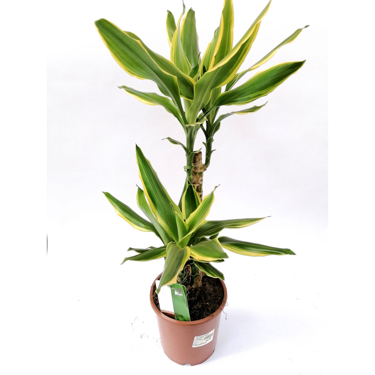 Plantiflor  Drachenbaum Gold Coast 2er-Tuff T17