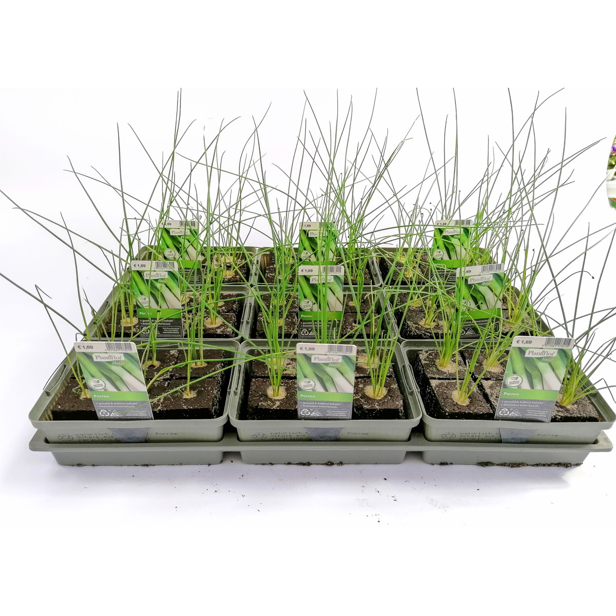 Plantiflor Gemüsejungpflanze Porre/Lauch 6er-Tray Plantiflor Gemüsejungpflanze Porre/Lauch 6er-Tray