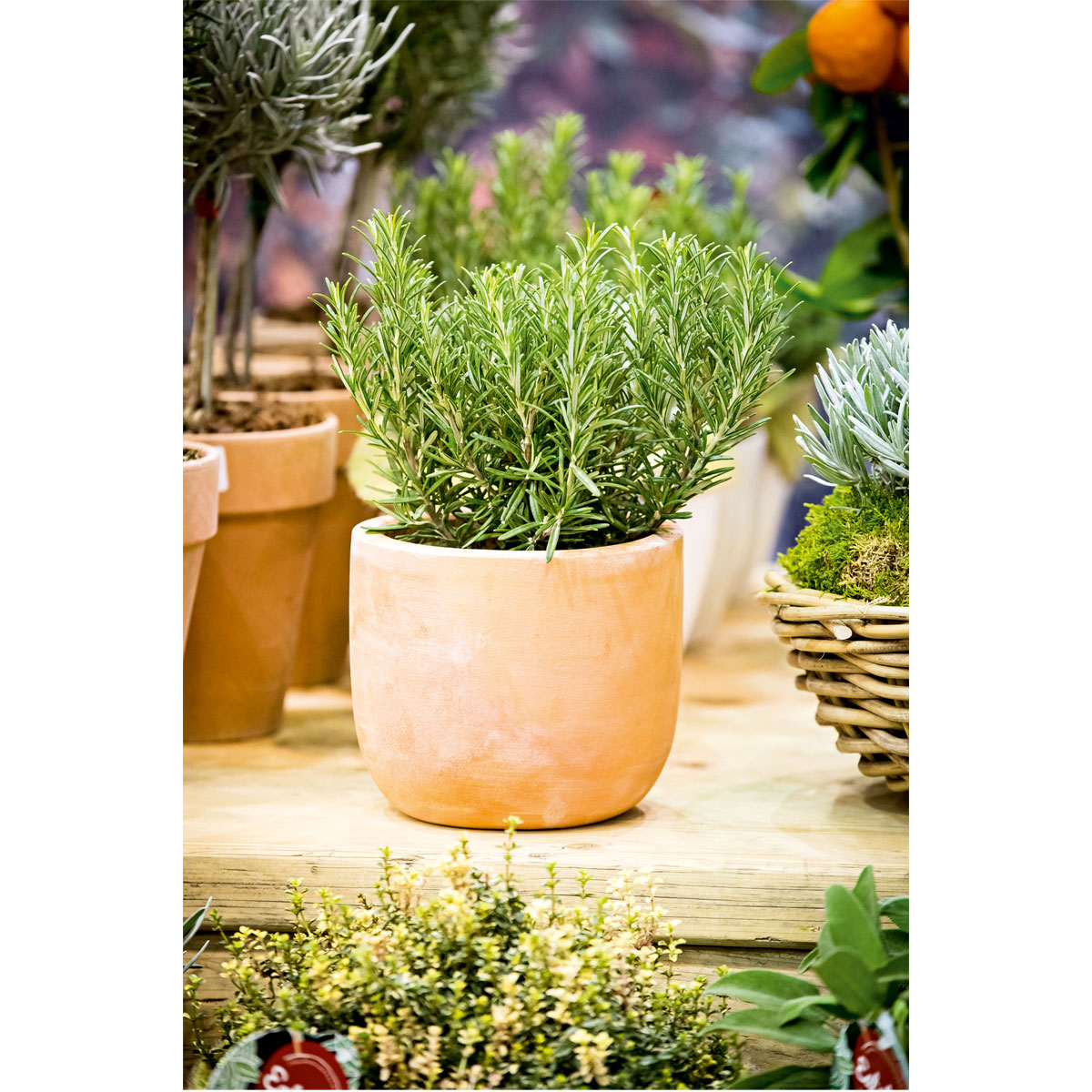 Plantiflor Rosmarin im Topf Durchmesser 14 cm Bild 2