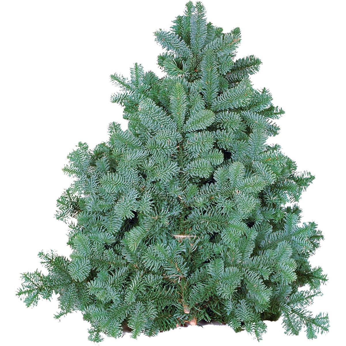 Plantiflor Tannenzweige Blaue Edeltanne Handbund 500 g Bild 1