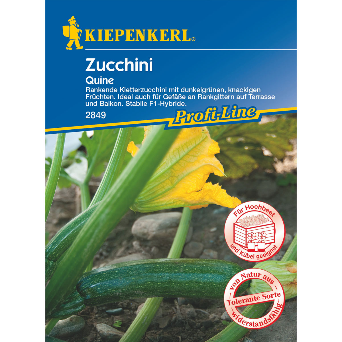 Kiepenkerl Zucchini Quine Bild 1