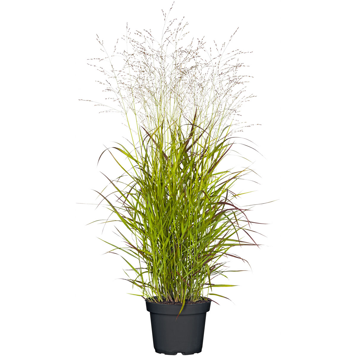Plantiflor  Ruten-Hirse Topf- Durchmesser 23 cm
