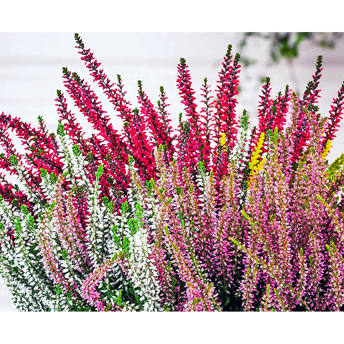 Plantiflor  Knospenblüherheide Calluna Beauty Ladies Topf-⌀ 6 cm Bild 2