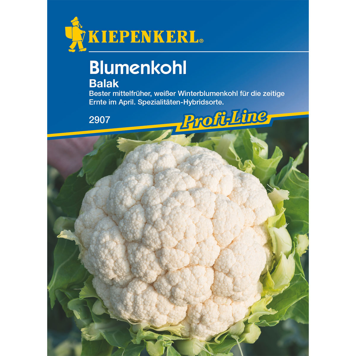 Kiepenkerl Blumenkohl Ballak Bild 1