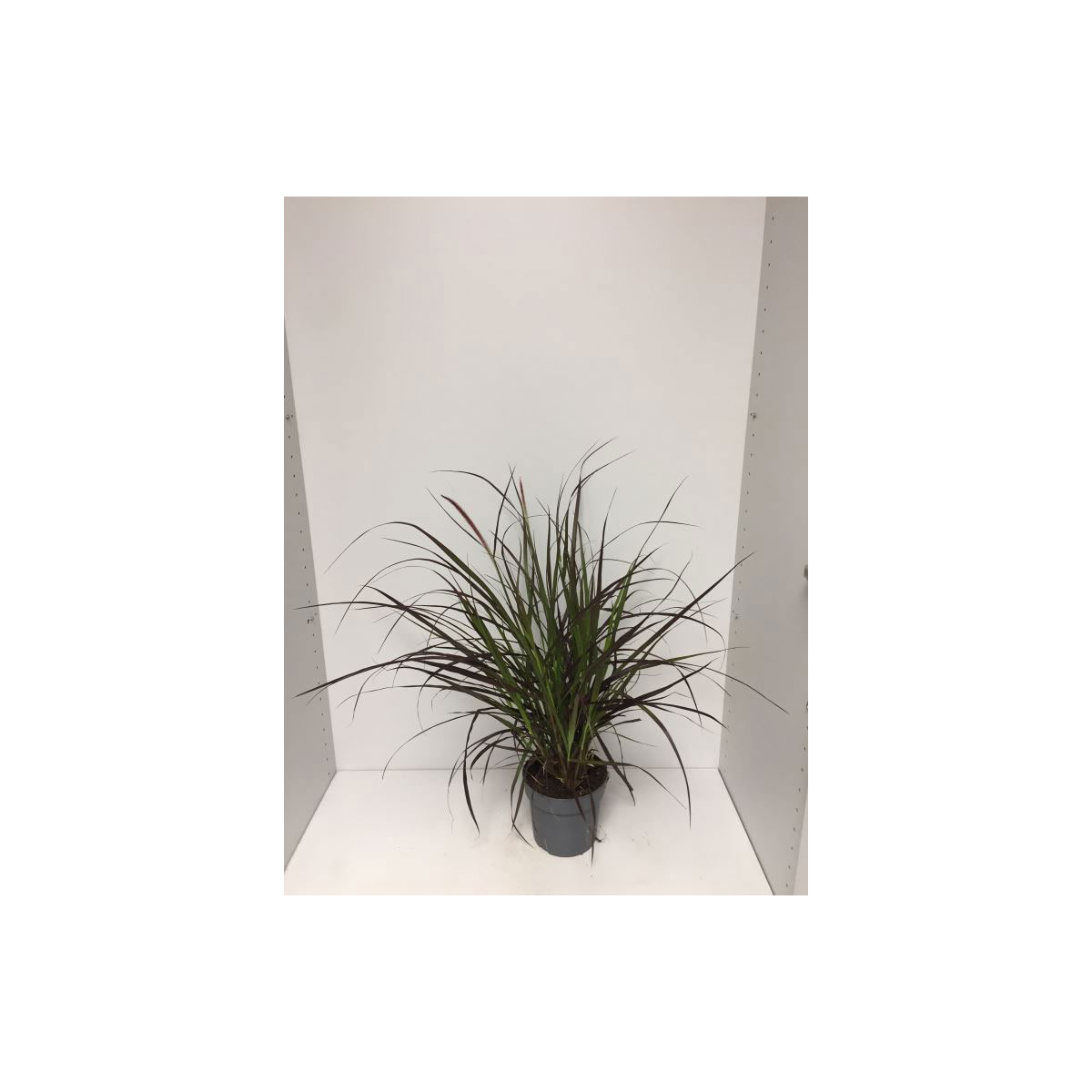 Plantiflor  Rotes Lampenputzergras Summer Samba T14