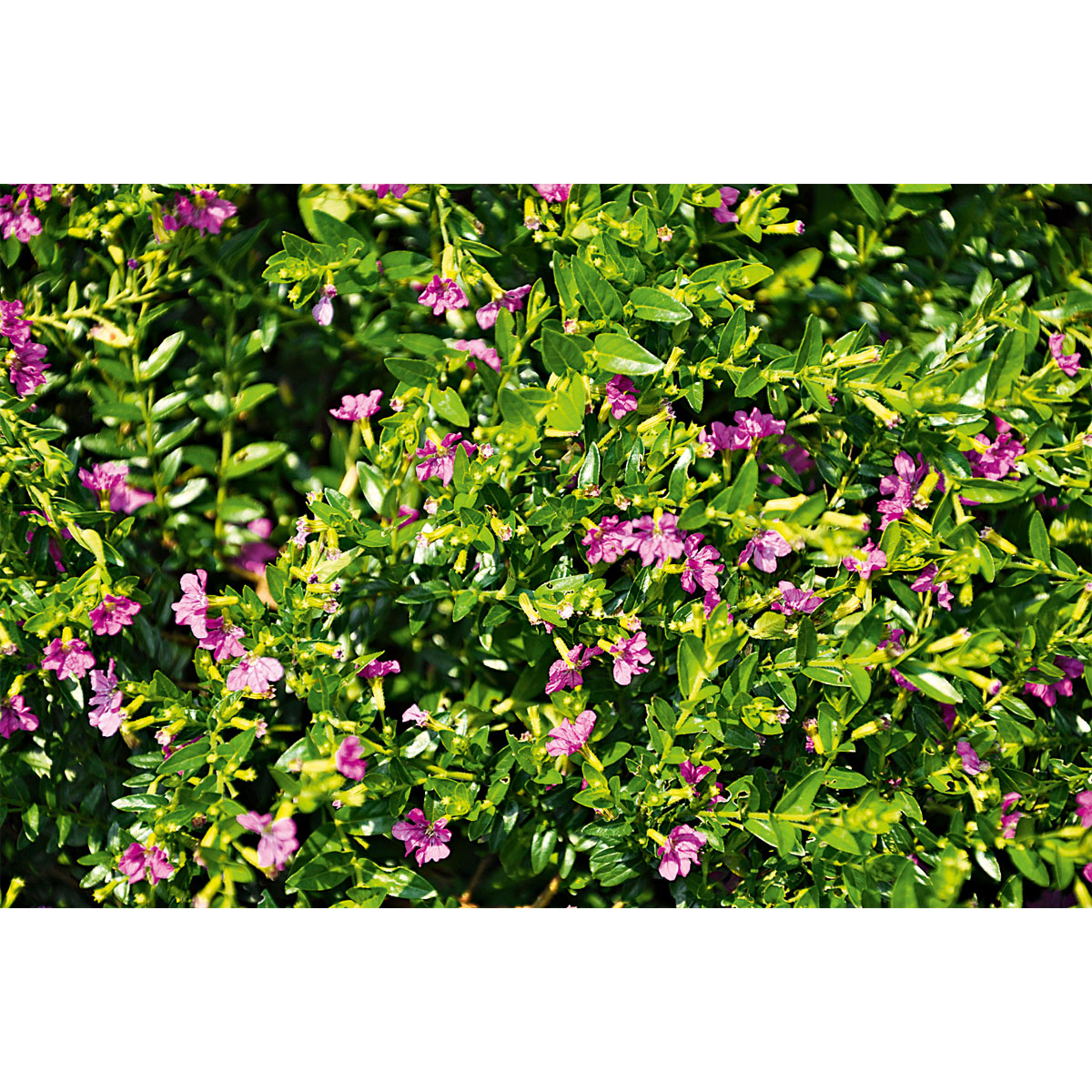 Plantiflor  Japanische Scheinmyrthe Flori Glory Topf 11 cm Bild 5