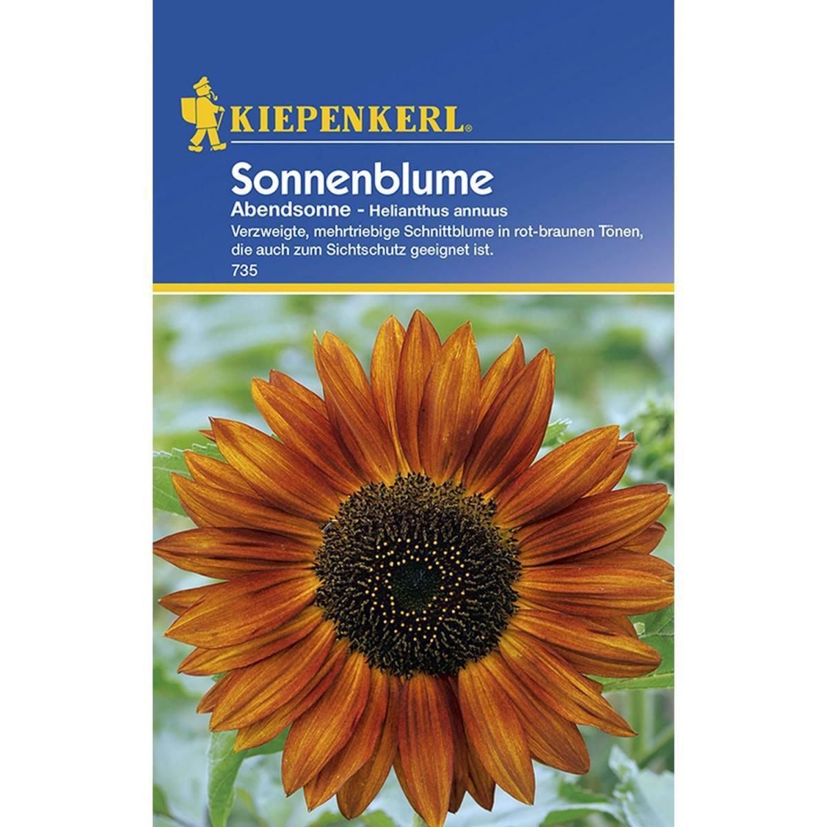 Kiepenkerl Sonnenblume Abendsonne