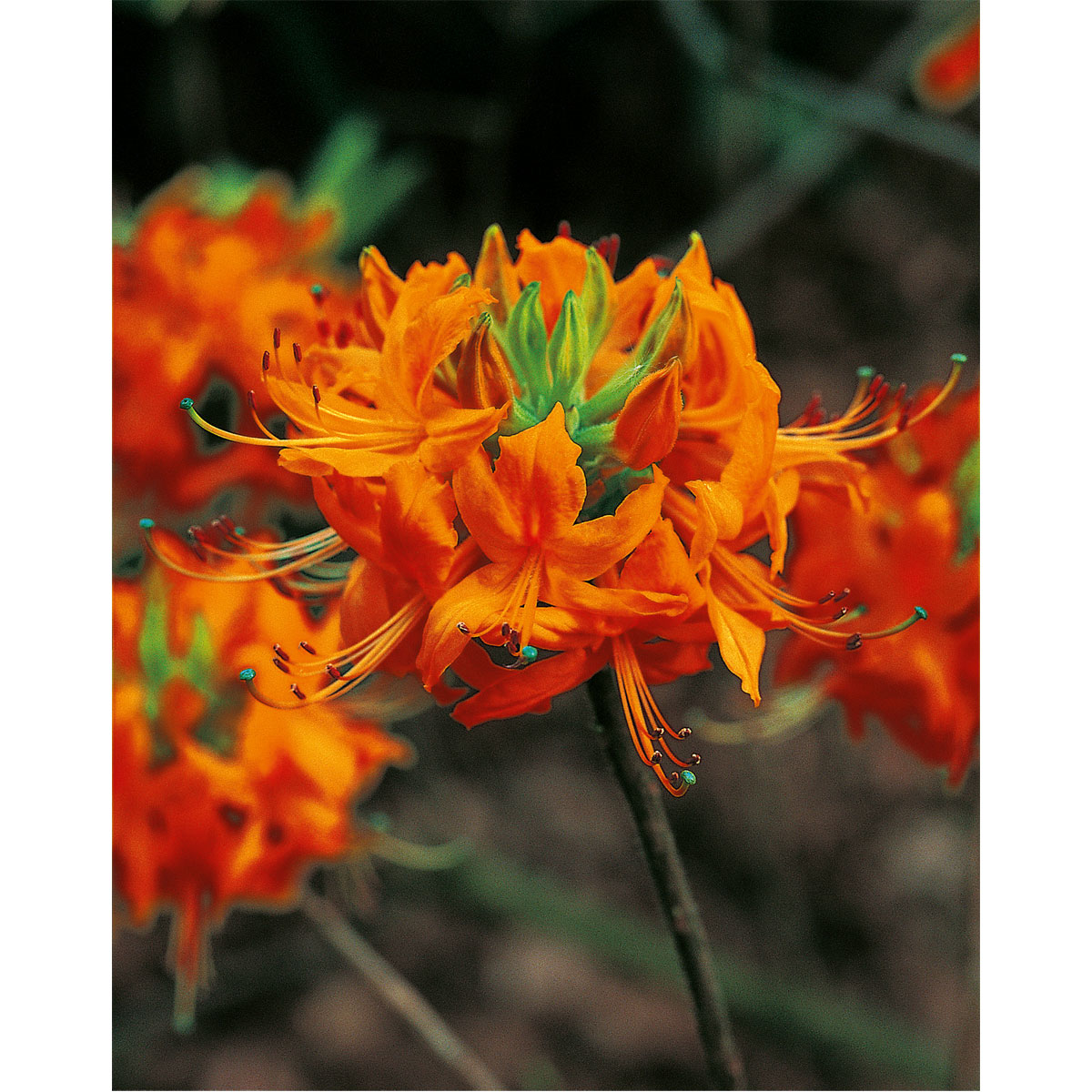 Plantiflor Rhododendron luteum Topf Durchmesser 23 cm
