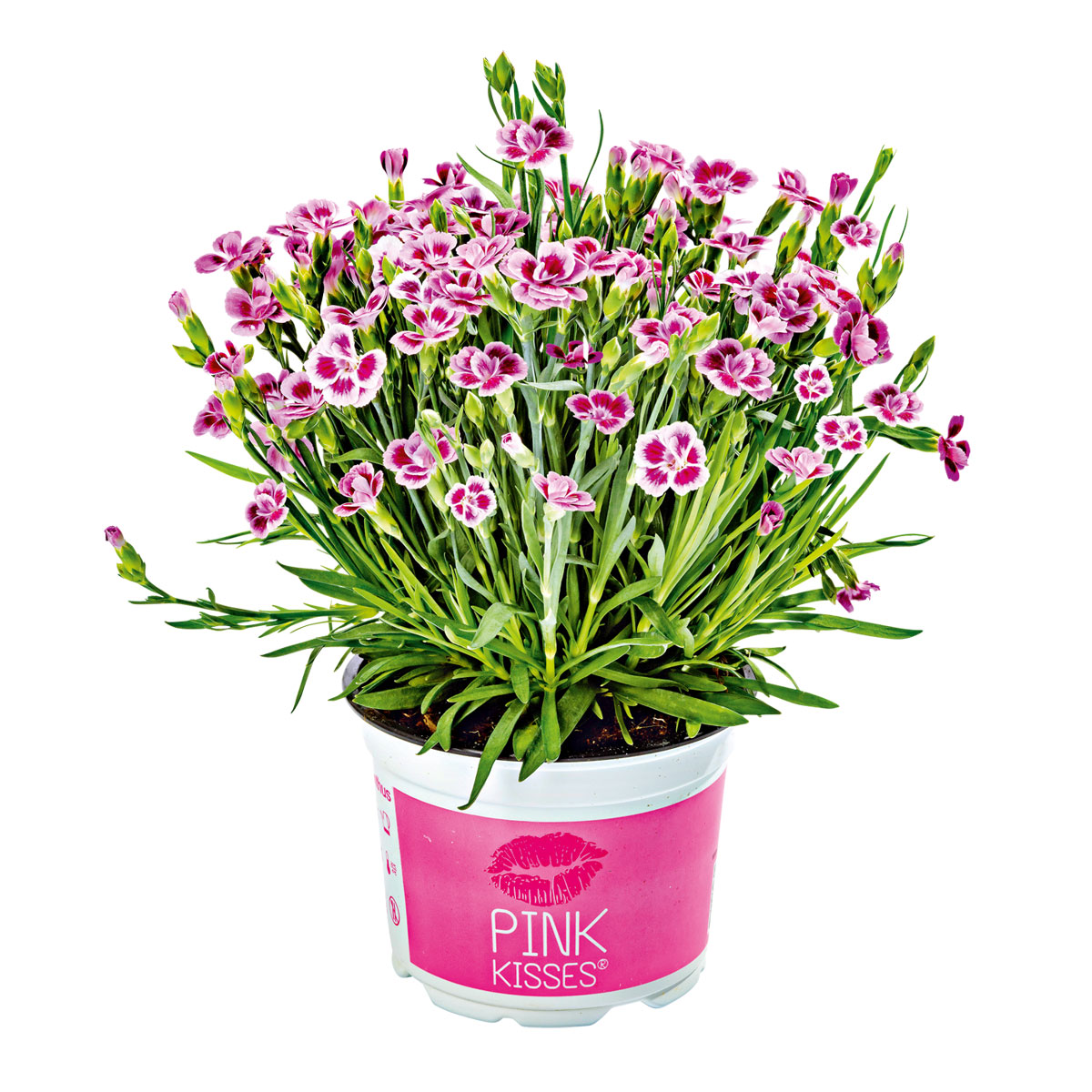 Plantiflor PrinzessNelke Pink Kisses Topf Durchmesser 12 cm 937981