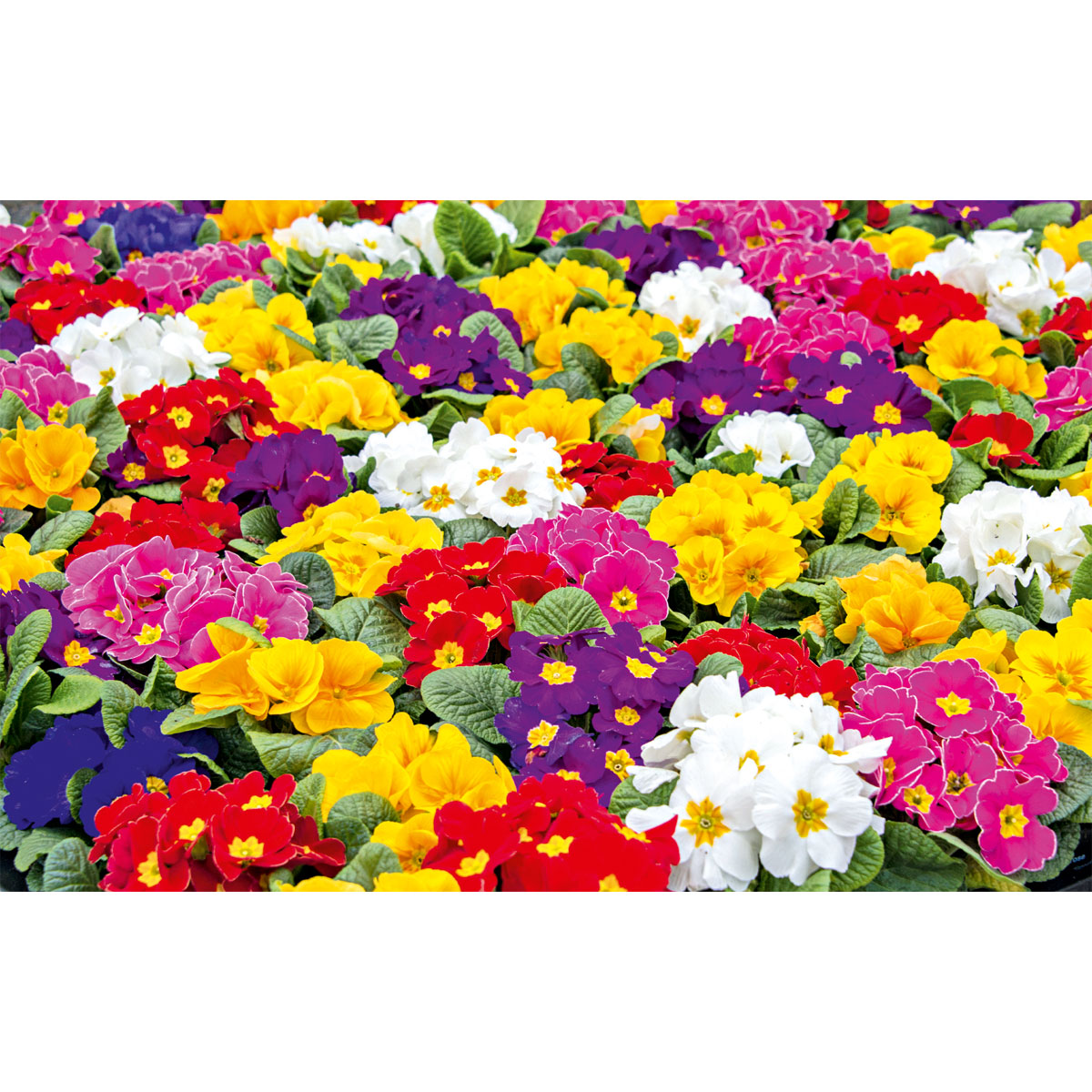 Plantiflor  Primel, 10er Pack Bild 2