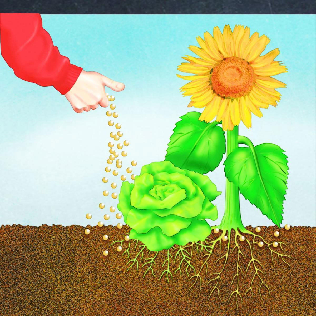 Compo BIO Naturdünger Guano 1 kg Bild 3