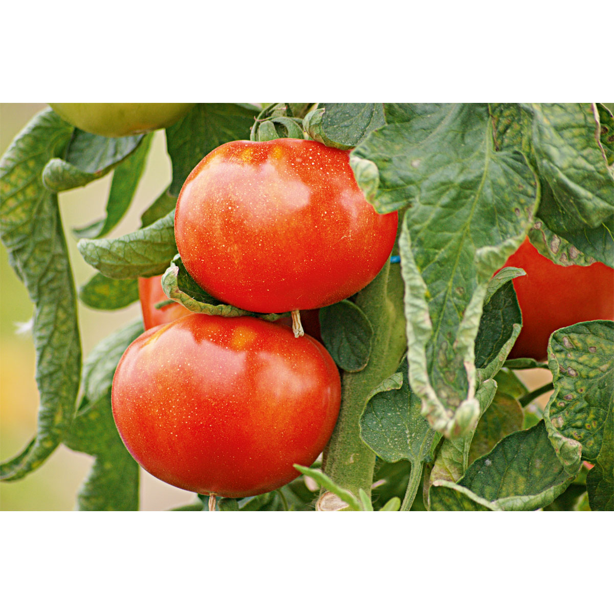 Plantiflor Veredelte Salattomate Topf Durchmesser 12 cm Bild 5