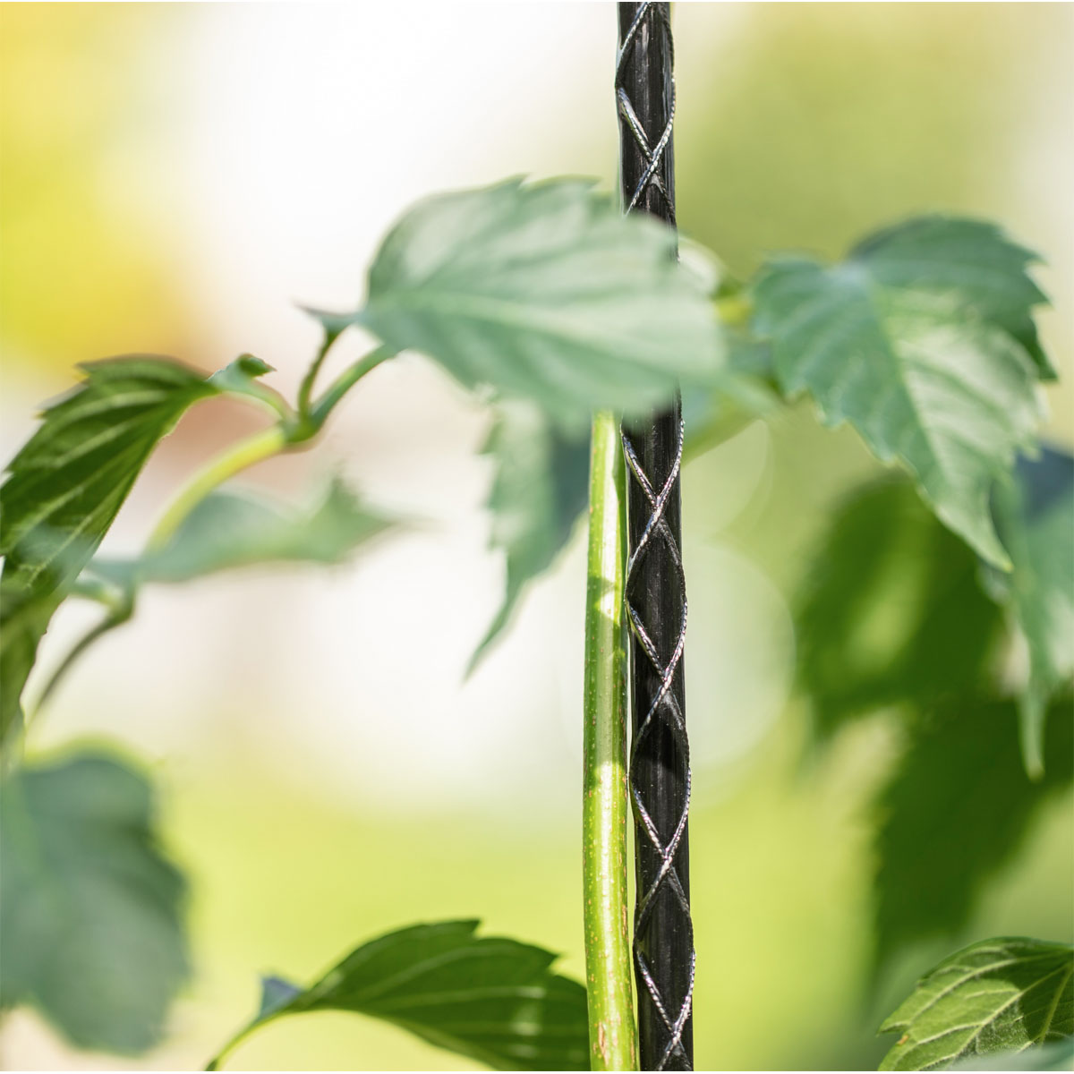 Windhager  Fiberglas Pflanzstab 120 cm Durchmesser 8 mm Bild 2