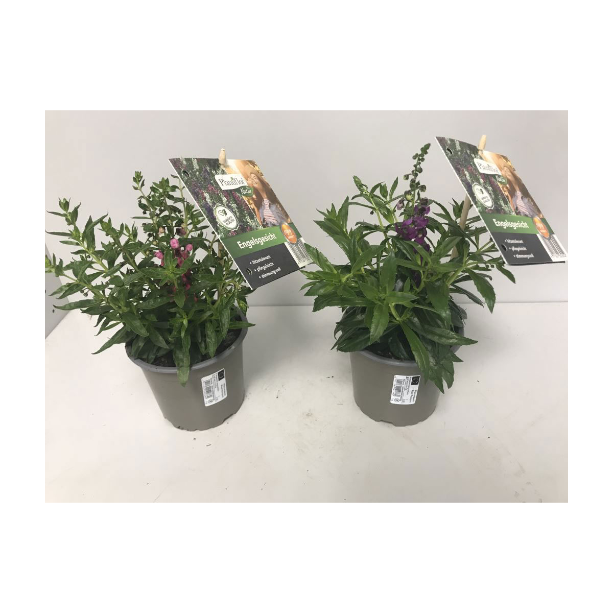 Plantiflor Angelonia Topf Durchmesser 12 cm