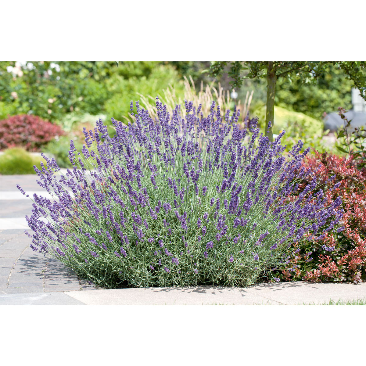 Plantiflor  Echter Lavendel Topf- Durchmesser 11 cm Bild 4