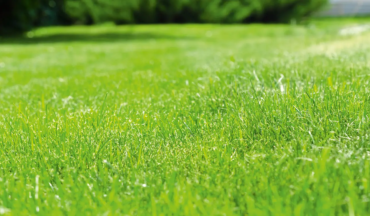 Grünes Gras wächst dicht in einem sonnigen Garten.