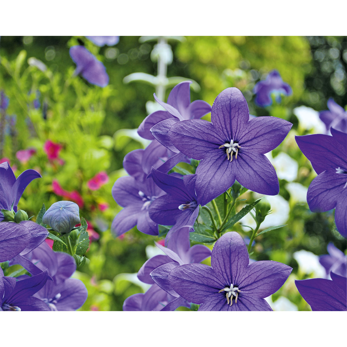 Plantiflor  Ballonblume Ton in Ton Topf- Durchmesser 12 cm Bild 6