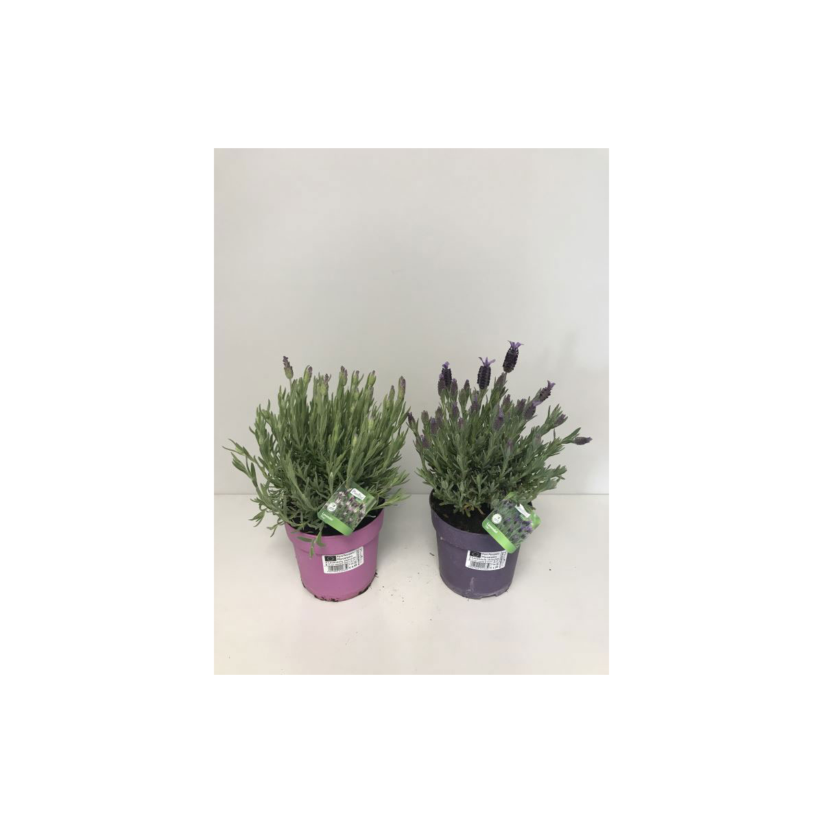 Plantiflor Schopflavendel T14