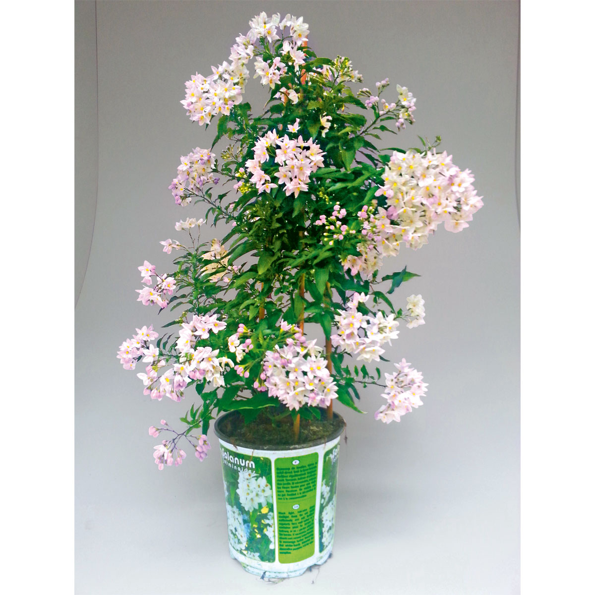 Plantiflor  Sommerjasmin Pyramide Topf Durchmesser 19 cm