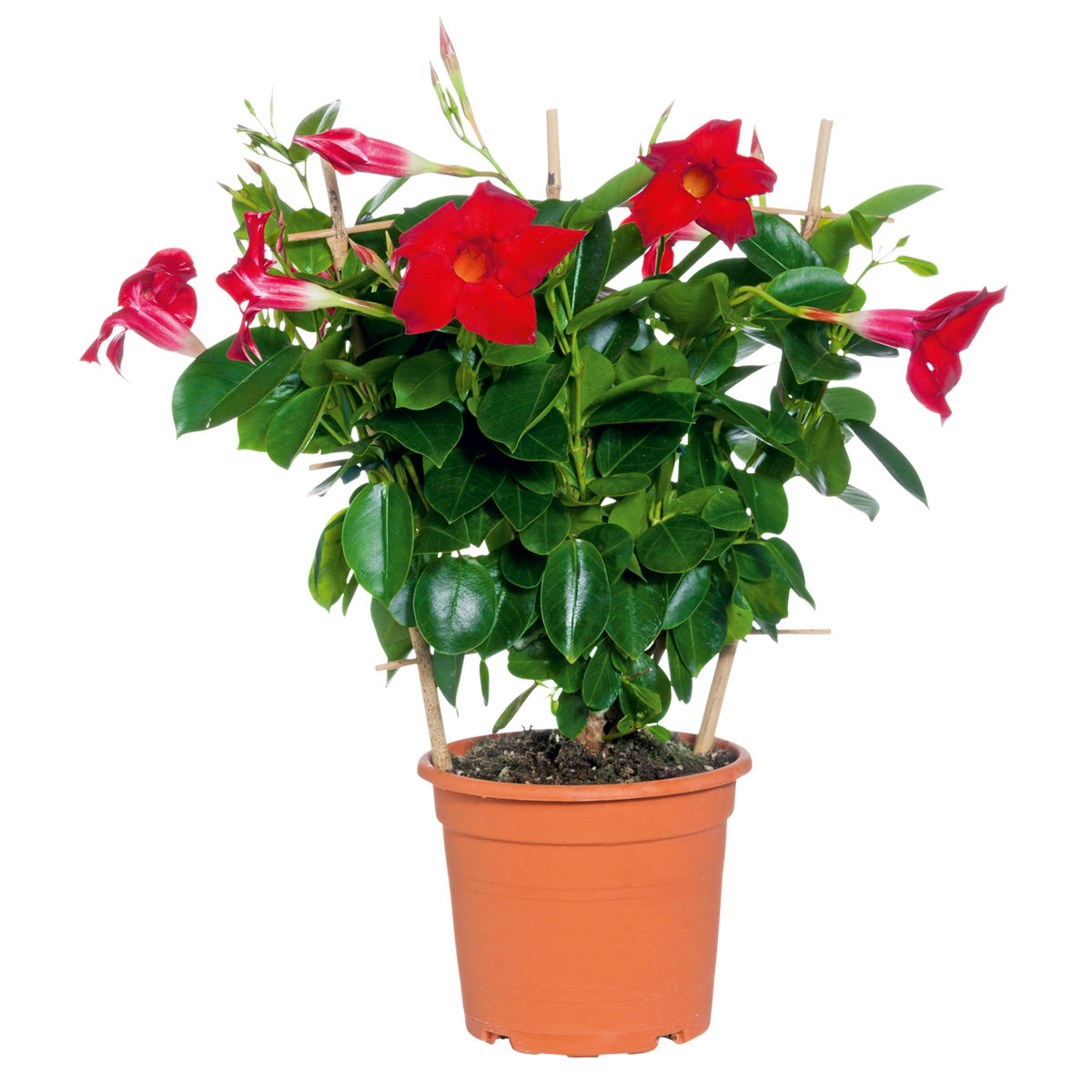 Plantiflor Dipladenia Sundaville am Spalier Topf- Durchmesser 14 cm