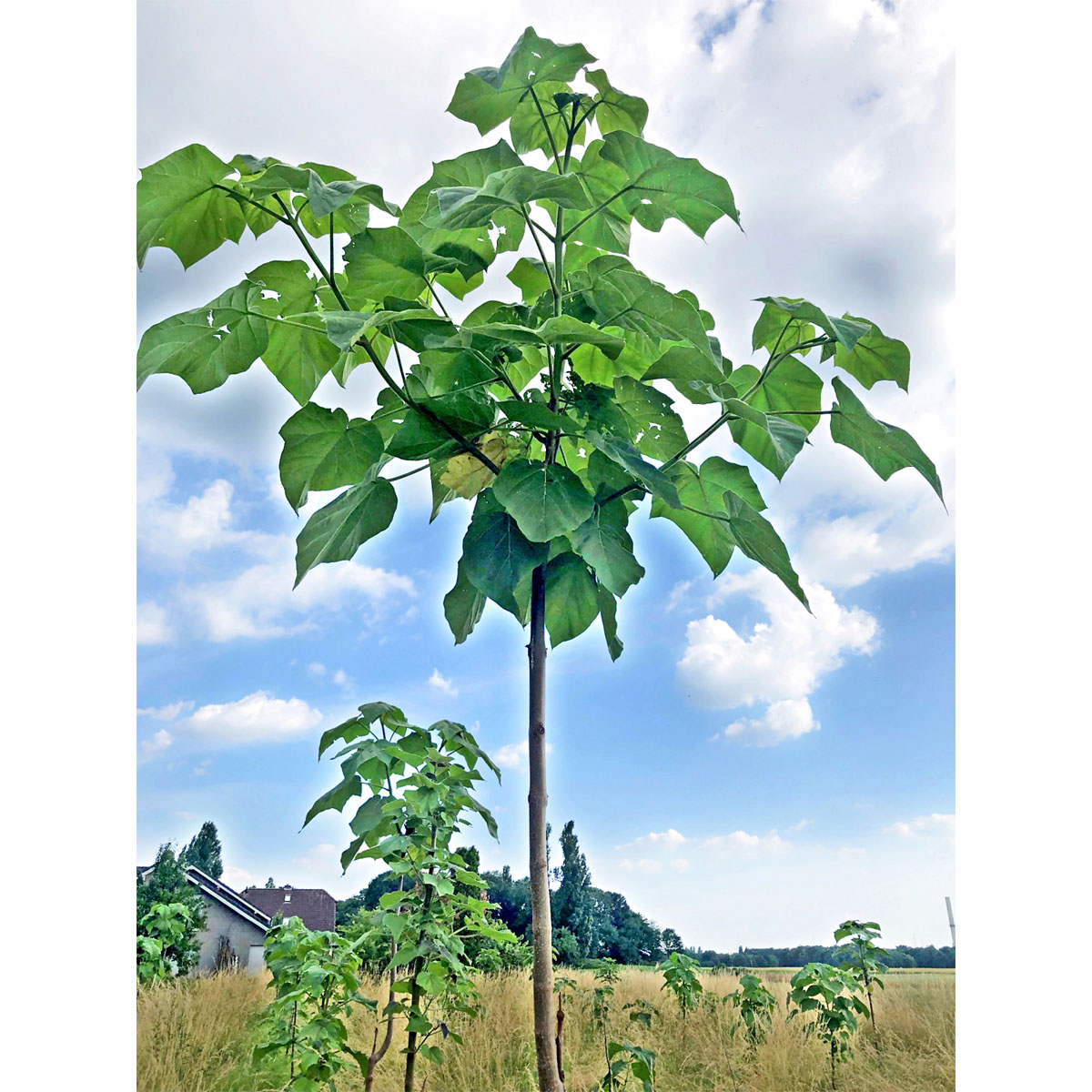 Plantiflor  Bio-CO-Klimabaum Kiri-Baum Topf Durchmesser 21 cm Bild 2