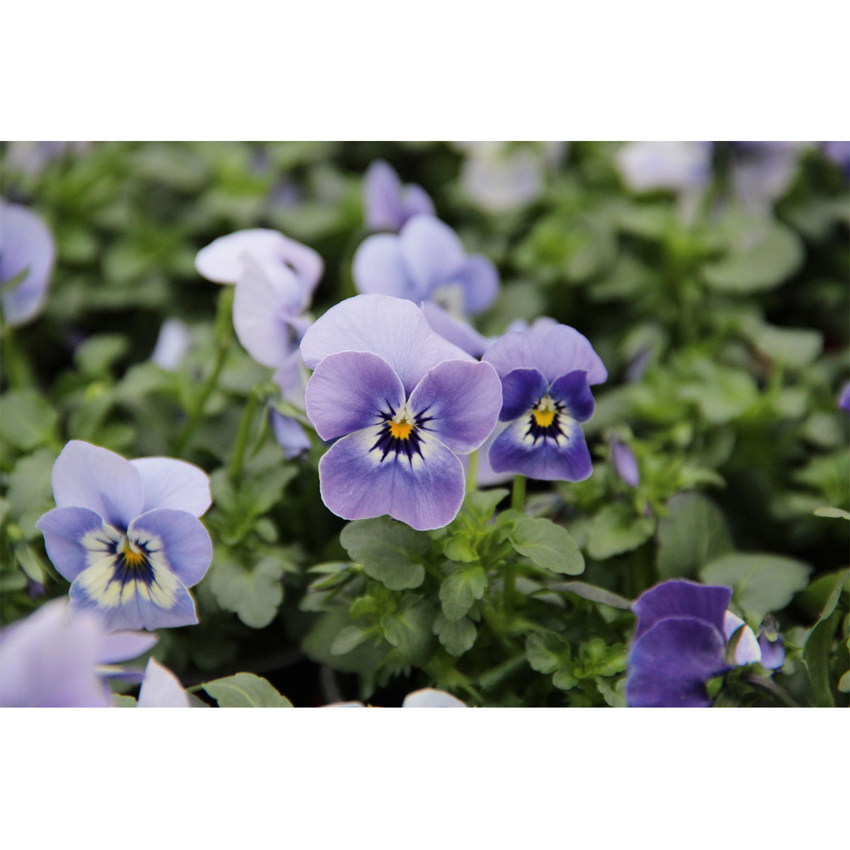 Plantiflor  Hornveilchen Topf Durchmesser 9 cm Bild 3