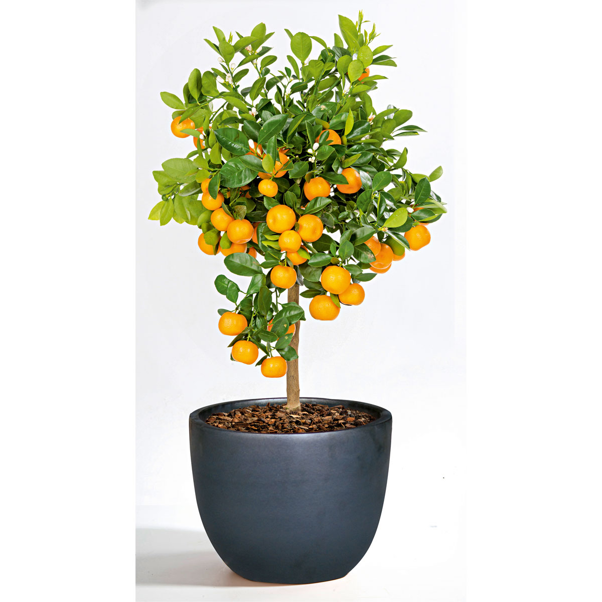 Haveson Pflanztopf Bern II Durchmesser 32 x 29 cm anthrazit glasiert Bild 2