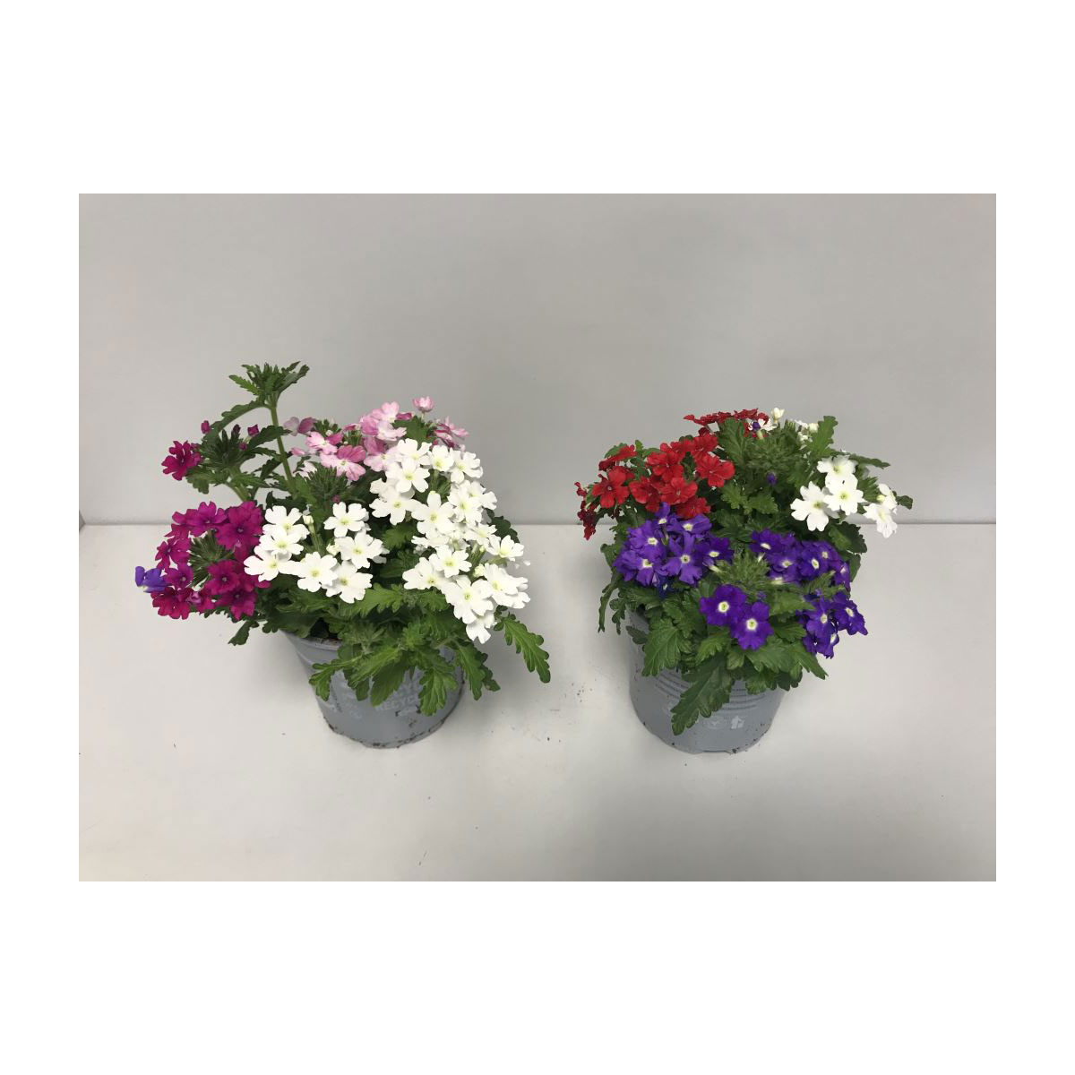 Plantiflor  Eisenkraut Trio Topf Durchmesser 12 cm