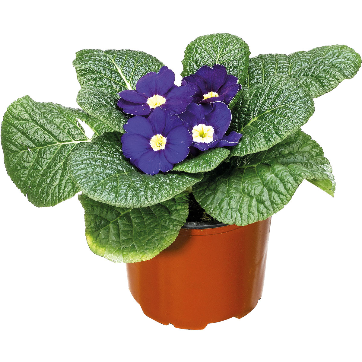 Plantiflor  Primel Topf Durchmesser 9 cm Bild 4