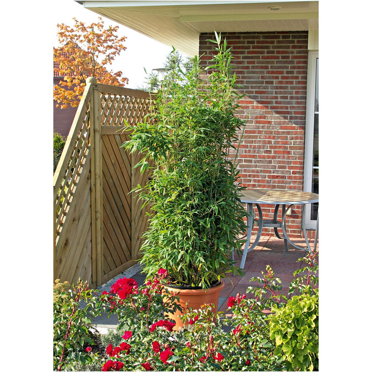 Plantiflor  Gartenbambus Fargesia Schirmbambus Topf Durchmesser 23 cm Bild 2