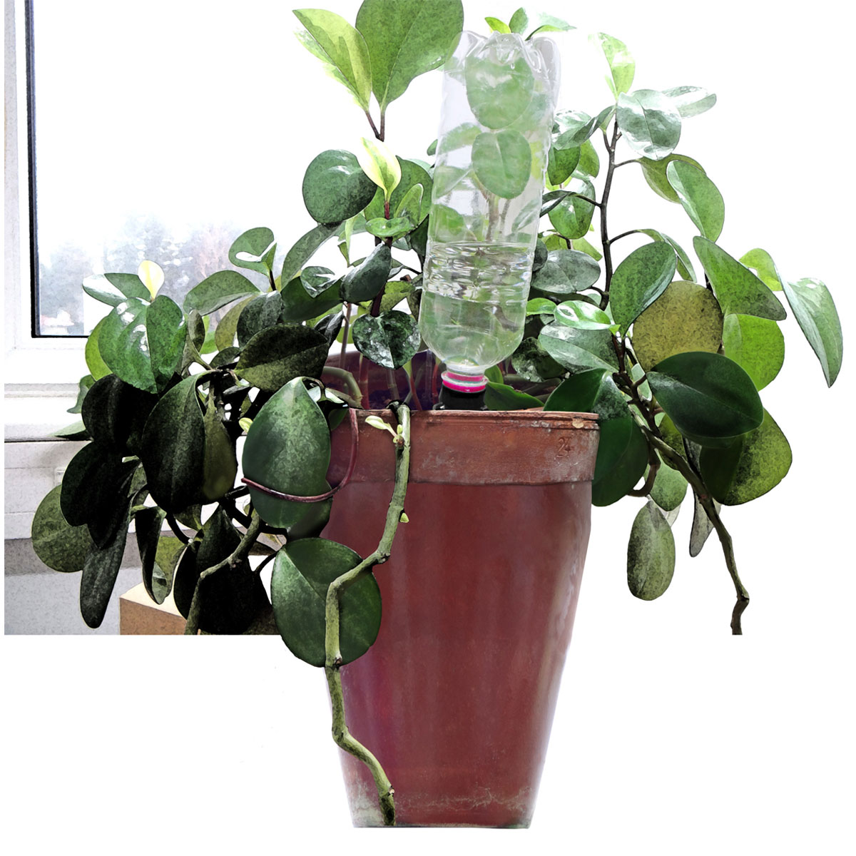 Windhager  automatischer Wasserspender Flaschen 3 Stück