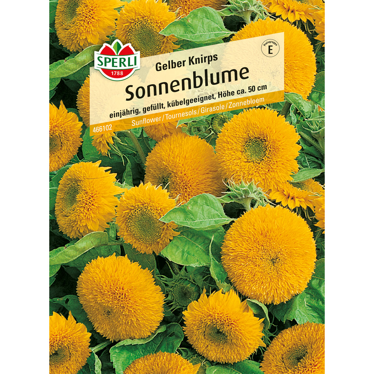 Sperli Sonnenblume Gelber Knirps Bild 1