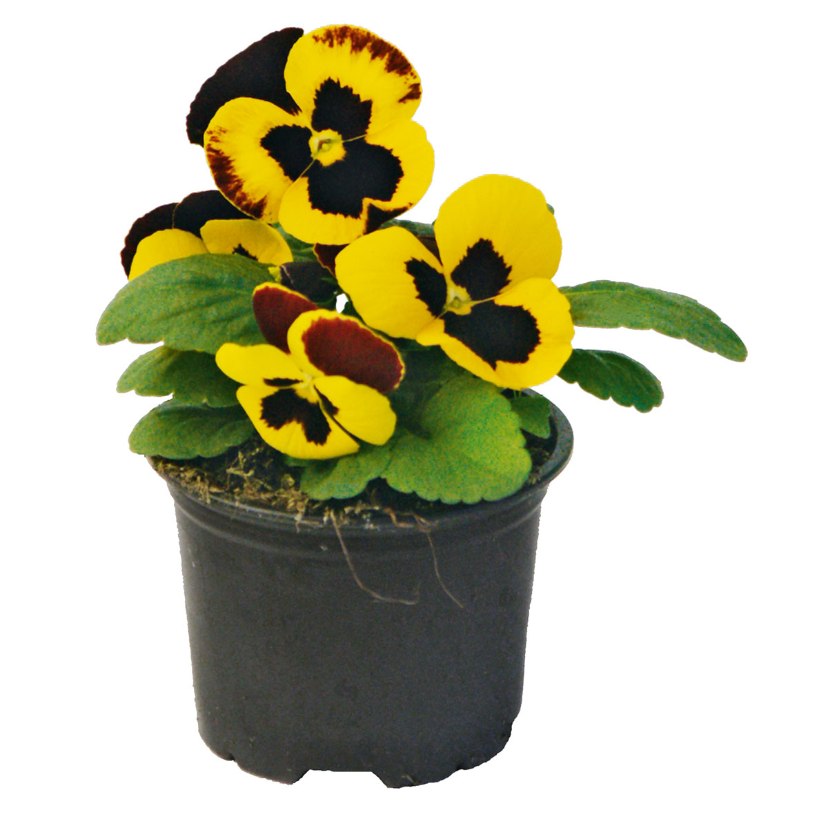 Plantiflor  Stiefmütterchen Topf Durchmesser 9 cm