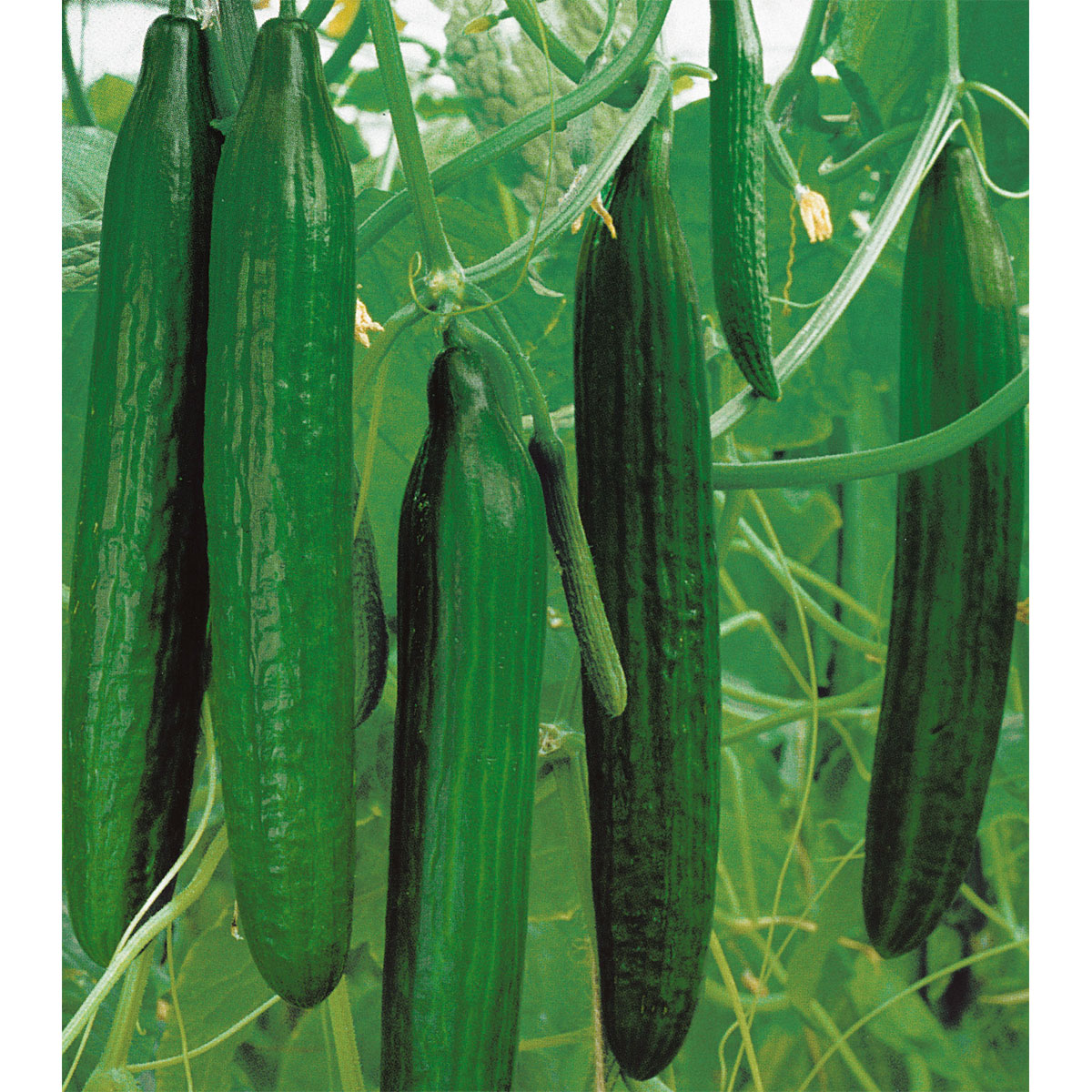 Plantiflor  Schlangengurke plastikfrei Topf 12 cm Bild 1