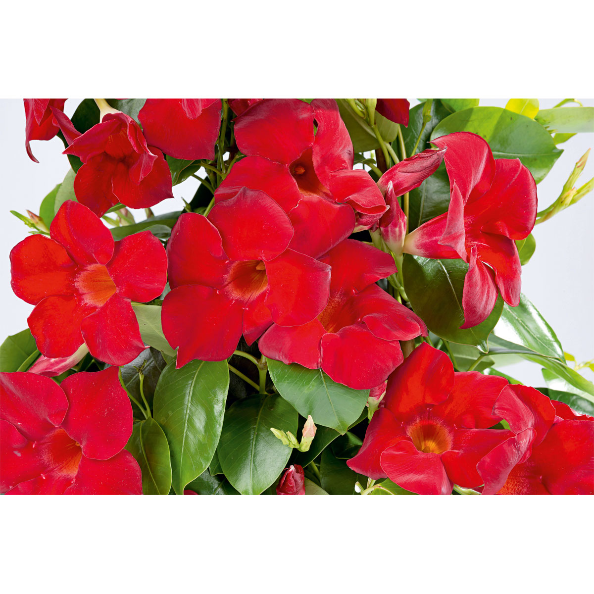 Plantiflor Mandevilla Pyramide Topf Durchmesser 17 cm Bild 3