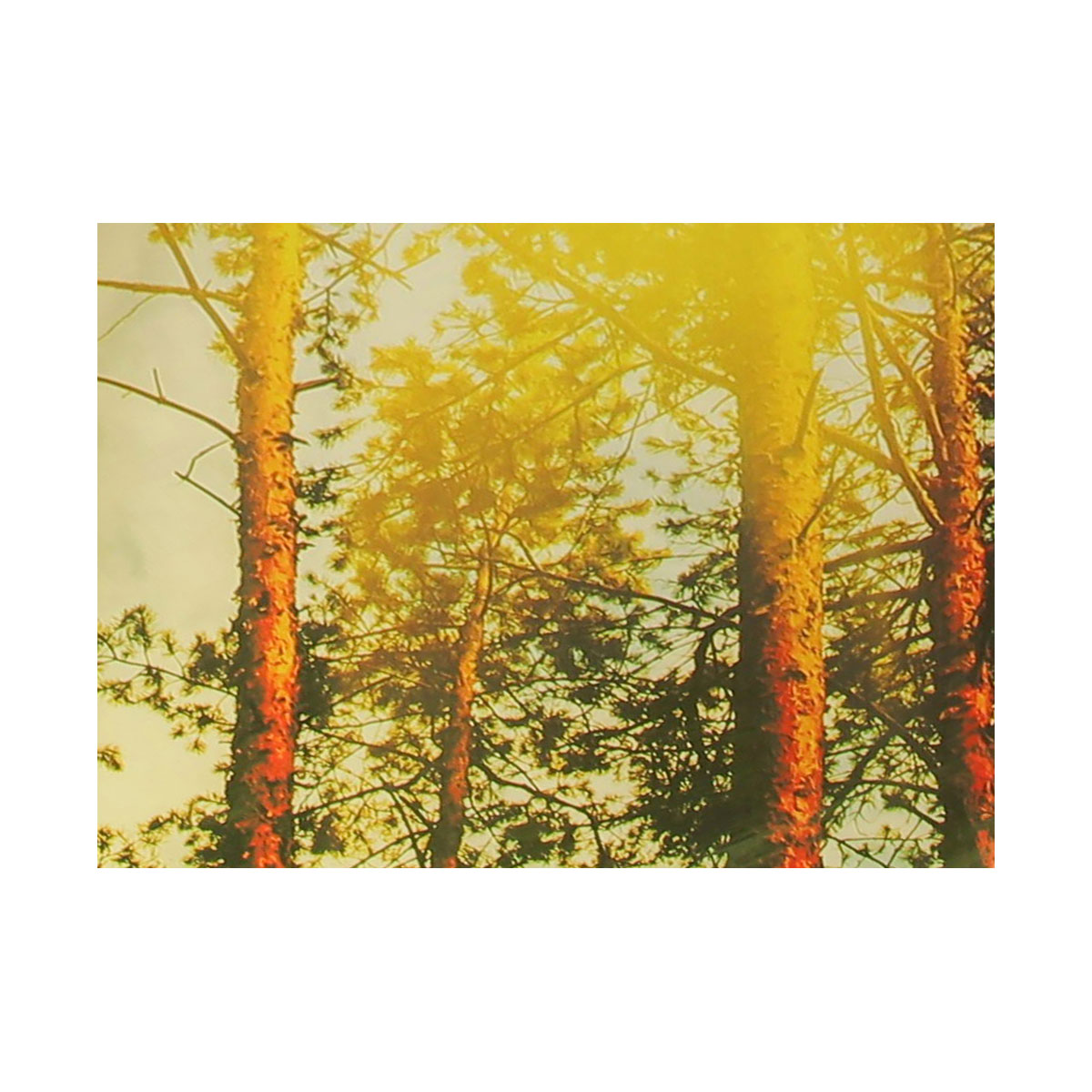 Schneider Schirme Sonnenschirm Malaga Durchmesser 300 cm Forest Bild 7