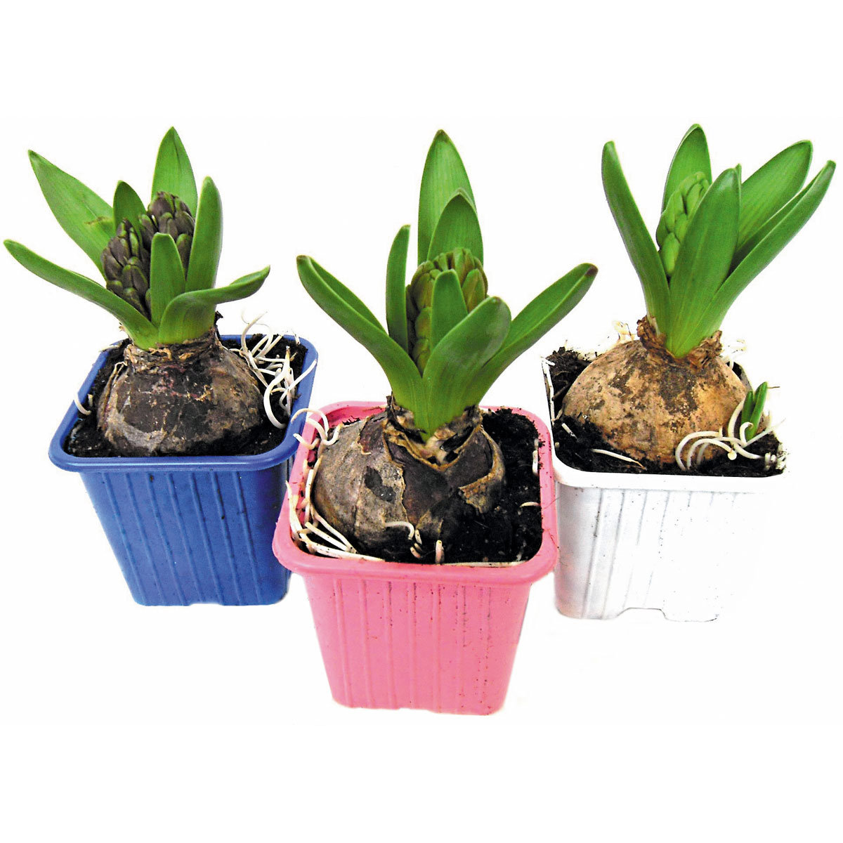 Plantiflor  Hyanzinthe im Farbmix Bild 2