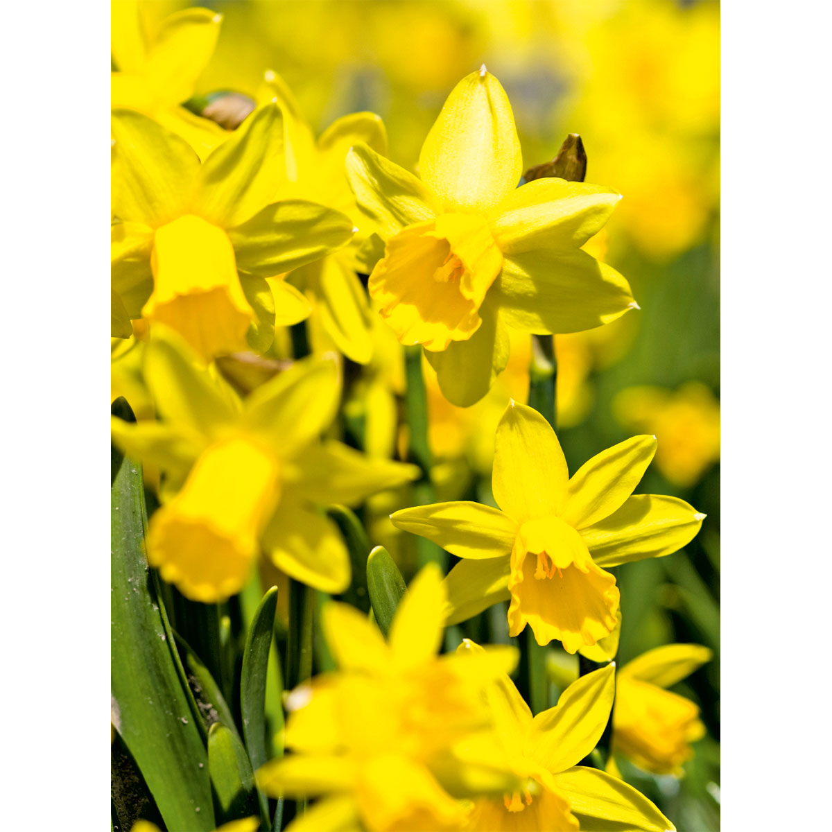 Plantiflor  Narzissen 3 Zwiebeln im Topf Durchmesser 9 cm Bild 3