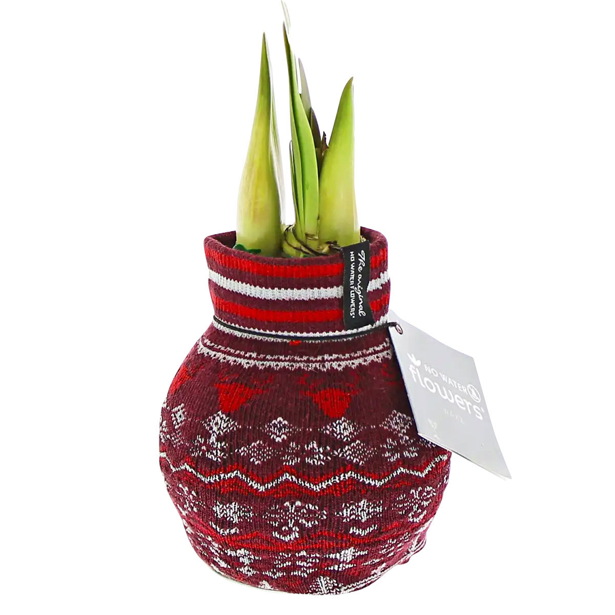 Plantiflor  Amaryllis mit Socke gewachst ca 32 cm Bild 2