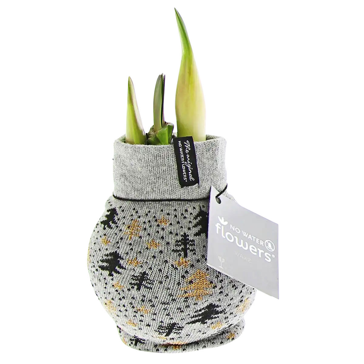 Plantiflor  Amaryllis mit Socke gewachst ca 32 cm Bild 1