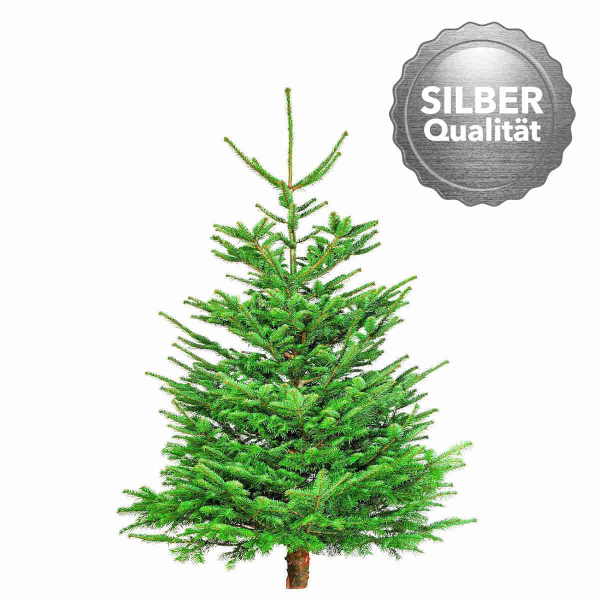 Plantiflor Nordmanntanne Silber-Qualität 150-190 cm Bild 1