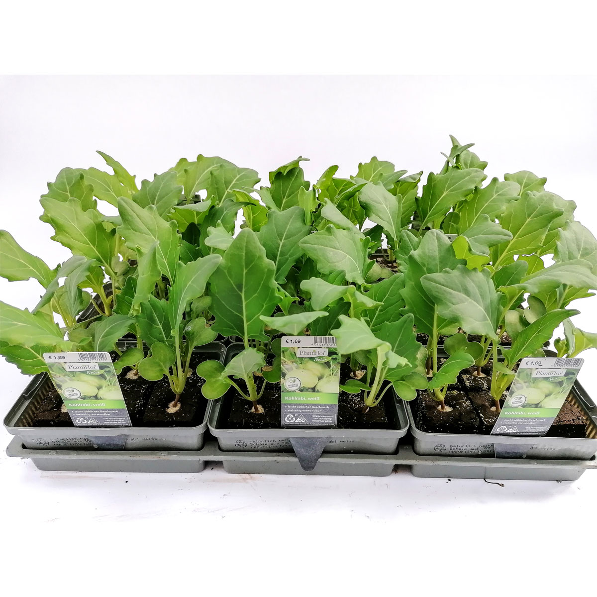 Plantiflor Gemüsejungpflanze Kohlrabi weiß 6er-Tray Plantiflor Gemüsejungpflanze Kohlrabi weiß 6er-Tray