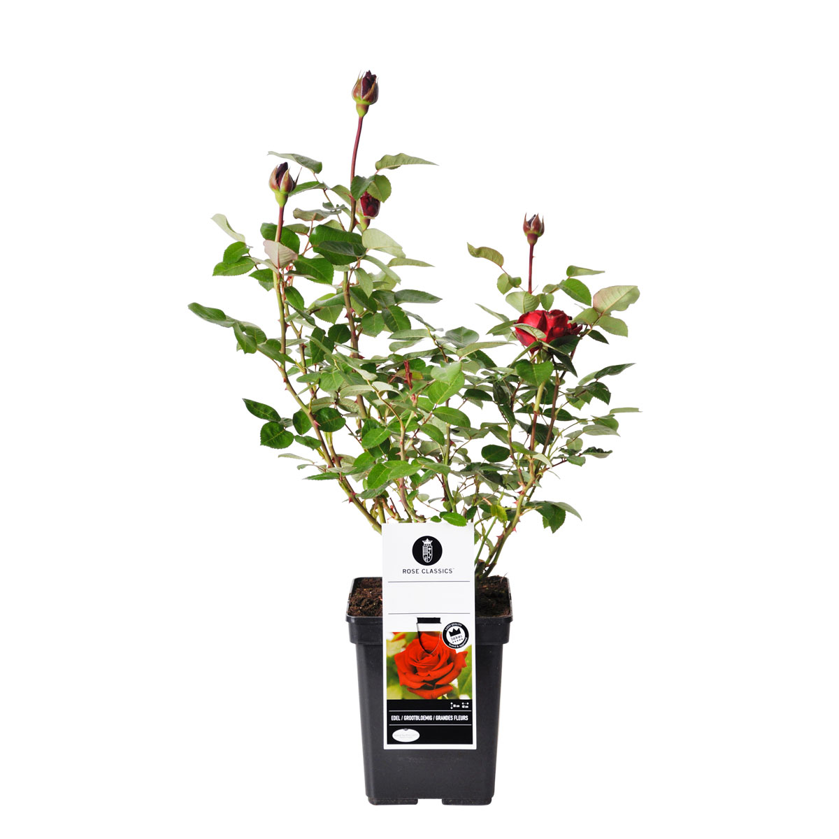 Plantiflor  Edel-Duftrose rot Topf 23 cm Bild 1