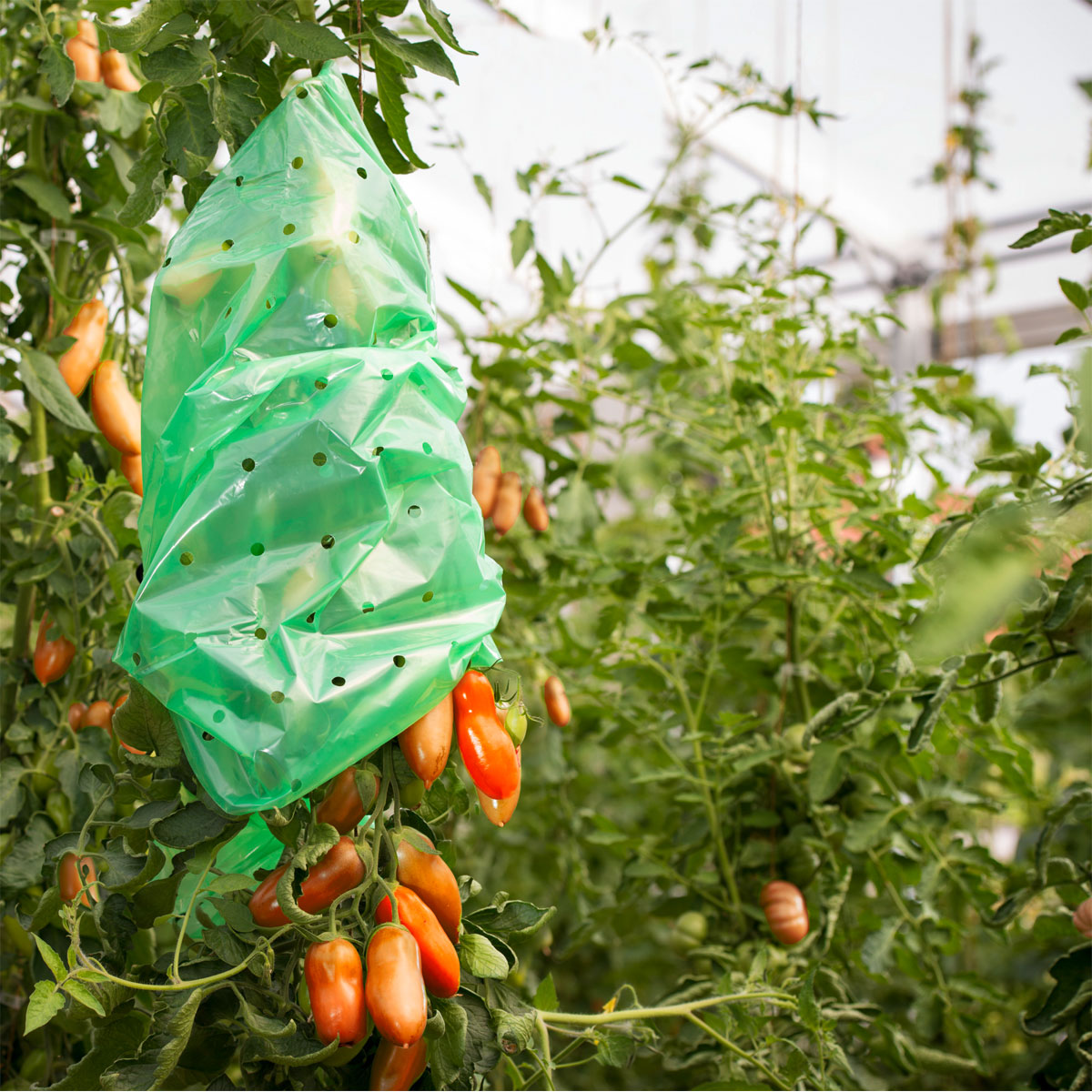Windhager  Tomaten-Folien-Schlauch Strong 10x0,75 m Bild 3