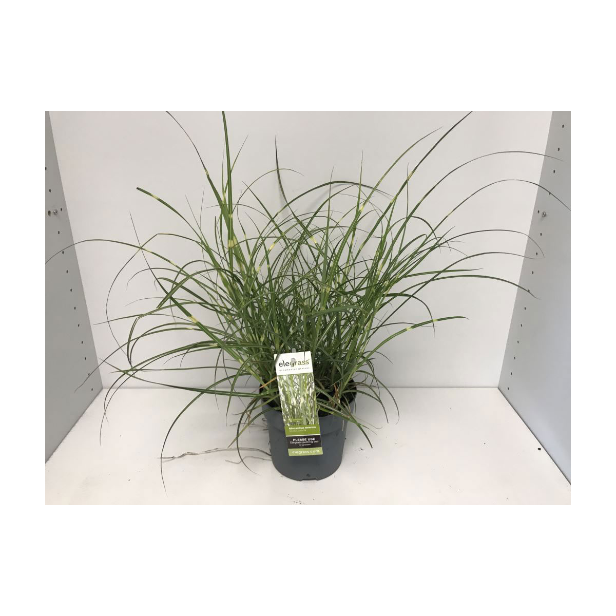 Plantiflor  Chinaschilf Dwarf T14